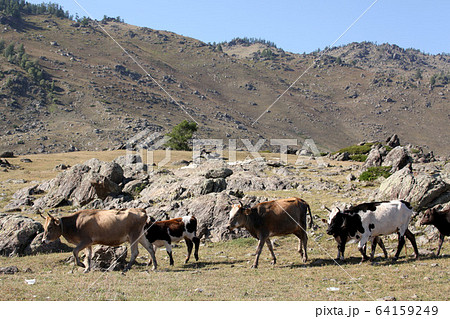 新疆ウィグル自治区北部で放牧される牛。2019/8/28 64159249