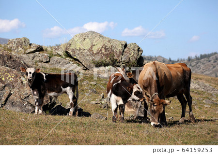 新疆ウィグル自治区北部で放牧される牛。2019/8/28 64159253