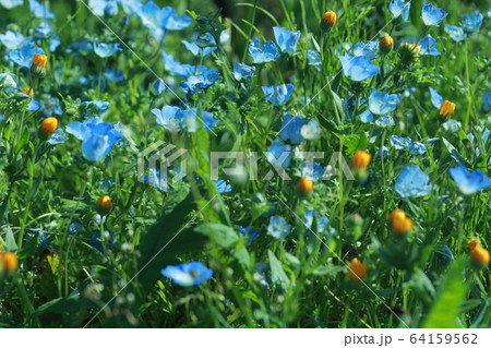 花 64159562