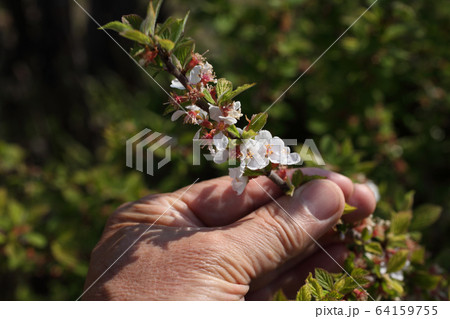 ユスラウメの花 64159755