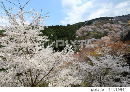 吉野山の桜 64159944