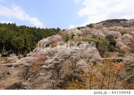 吉野山の桜 64159948