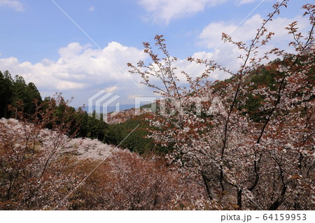 吉野山の桜 吉野山の桜 64159953