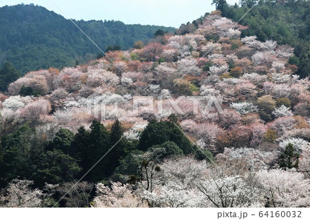 吉野山の桜 64160032