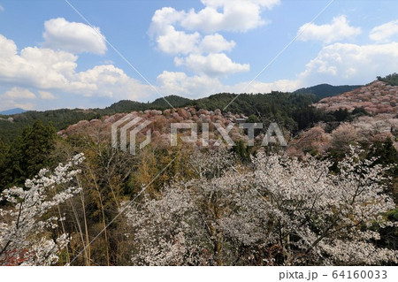 吉野山の桜 64160033