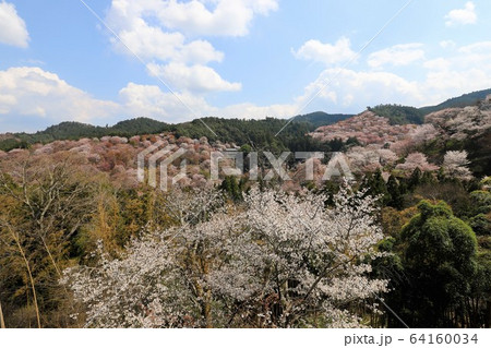 吉野山の桜 吉野山の桜 64160034