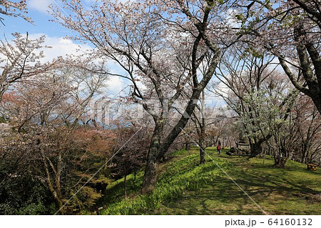 吉野山の桜 吉野山の桜 64160132
