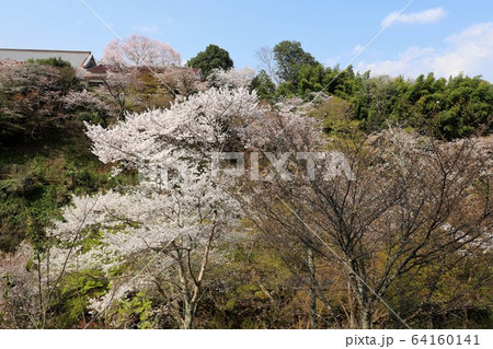 吉野山の桜 64160141