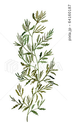 Sargassum horneri アカモク 64160187