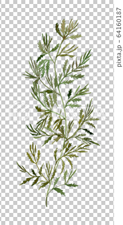 馬尾藻 馬尾藻 64160187