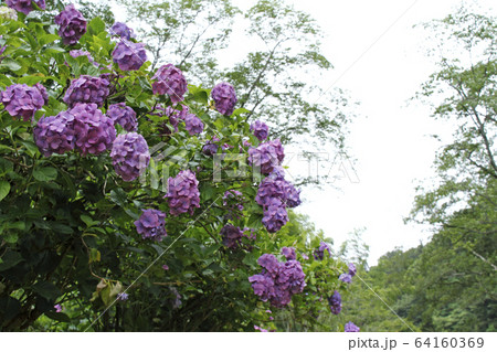 アジサイ アジサイ 64160369