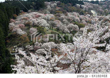 吉野山の桜 64160468