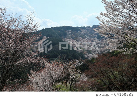 吉野山の桜 吉野山の桜 64160535