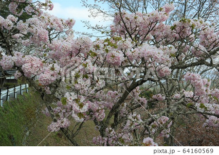 吉野山の桜 64160569