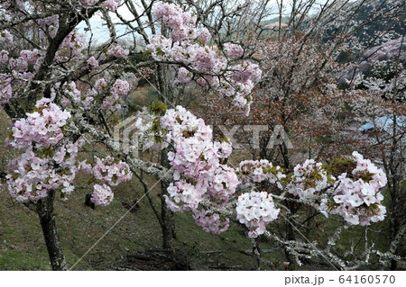 吉野山の桜 吉野山の桜 64160570