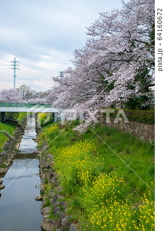 桜風景 ソメイヨシノ 春 桜風景 ソメイヨシノ 春 64160672