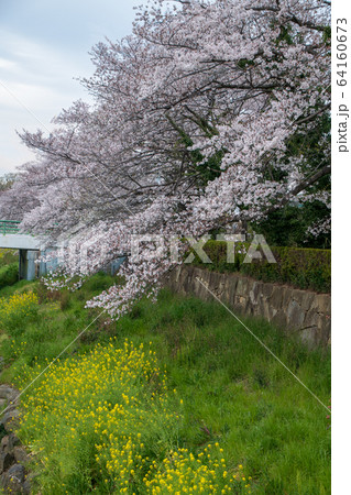 桜風景 ソメイヨシノ 春 桜風景 ソメイヨシノ 春 64160673