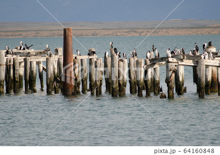 Imperial shags Leucocarbo atriceps perched on the stumps of a old jetty. Imperial shags Leucocarbo atriceps perched on the stumps of a old jetty. 64160848