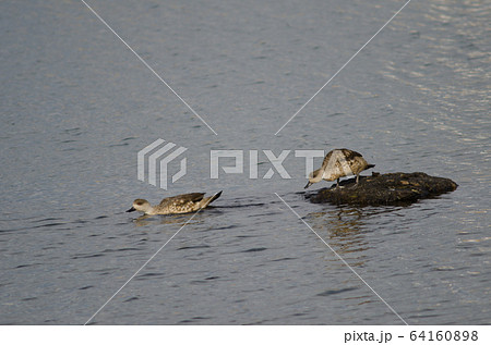 Patagonian crested ducks in the coast of Puerto Natales. 64160898