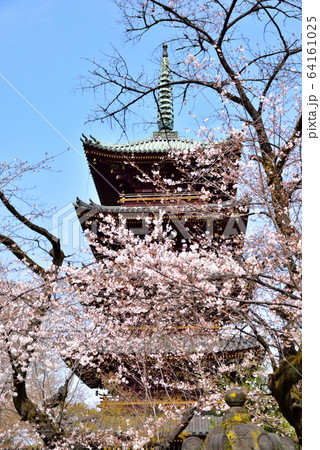 上野東照宮 五重塔と桜 上野東照宮 五重塔と桜 64161025