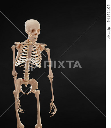 Human skeleton isolated on black background. Human skeleton isolated on black background. 64161106