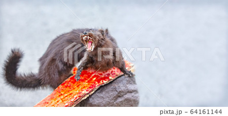 Adult pine marten rocky, shows fangs, defending 64161144
