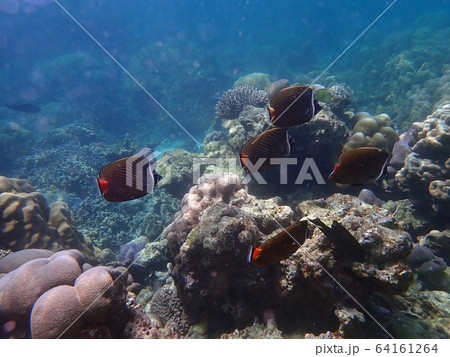 Redtail butterflyfish with corals in sea Redtail butterflyfish with corals in sea 64161264