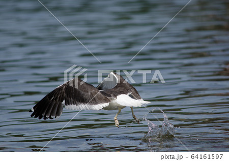 Kelp gull Larus dominicanus taking flight on the water. 64161597