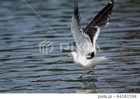 Kelp gull Larus dominicanus taking flight on the water. 64161599