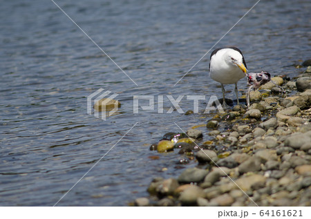 Kelp gull Larus dominicanus eating a fish. Kelp gull Larus dominicanus eating a fish. 64161621