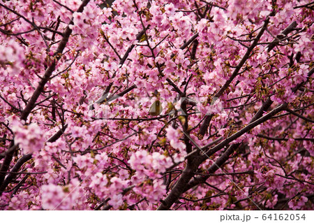 河津桜とメジロ 64162054