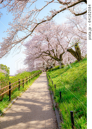 満開の幸手権現堂桜堤【埼玉県】 満開の幸手権現堂桜堤【埼玉県】 64162084