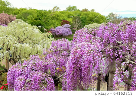 新緑とツツジと藤の花 新緑とツツジと藤の花 64162215