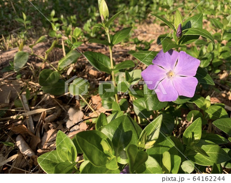 紫色の花(春)/A violet coloured flower 紫色の花(春)/A violet coloured flower 64162244