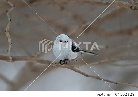 シマエナガ シマエナガ 64162328