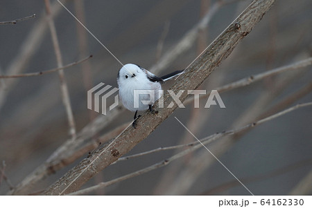 シマエナガ 64162330