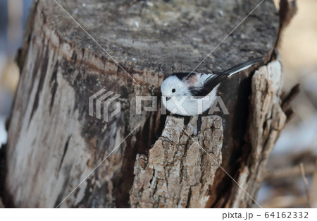 シマエナガ シマエナガ 64162332