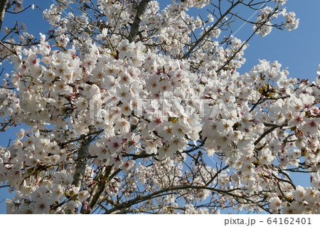 桜咲く4 桜咲く4 64162401