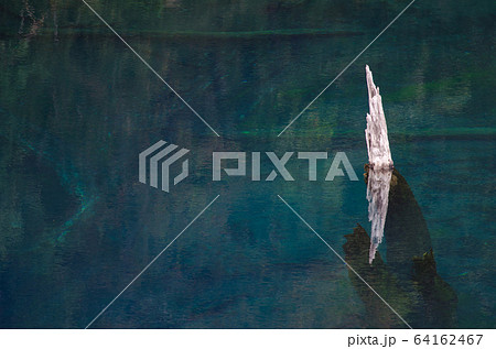 Trunk of dead tree in the Arco Iris lagoon. 64162467
