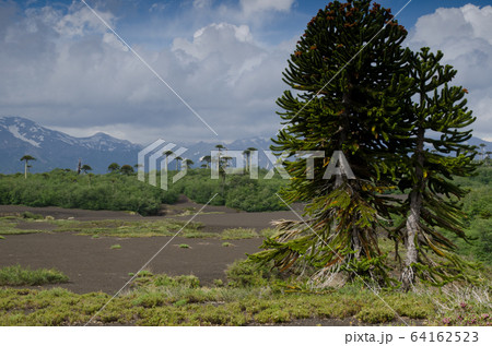 Scrubland with monkey puzzle trees Araucaria araucana. Scrubland with monkey puzzle trees Araucaria araucana. 64162523