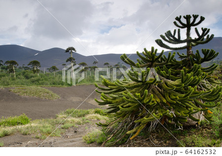 Scrubland with monkey puzzle trees Araucaria araucana. 64162532