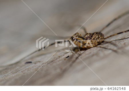 Chilean tiger spider in the Conguillio National Park. 64162548