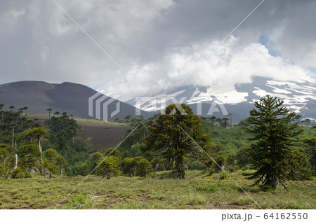 Llaima volcano covered by clouds and monkey puzzle trees. Llaima volcano covered by clouds and monkey puzzle trees. 64162550