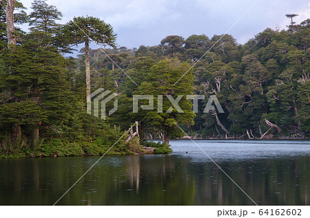 Captren lagoon in the Conguillio National Park. 64162602