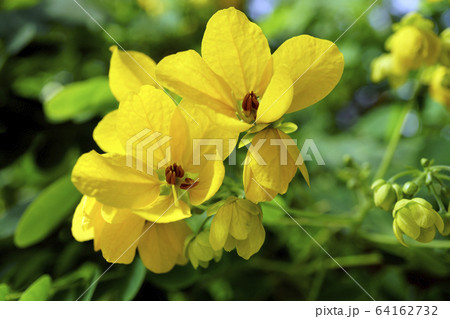 70769 カシア 70769 カシア 64162732