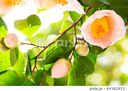 ツバキ・曙 ツバキ・曙 64162833
