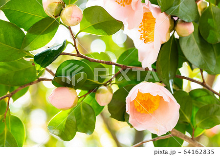 ツバキ・曙 ツバキ・曙 64162835