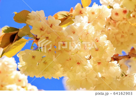 満開のウコン桜 満開のウコン桜 64162903