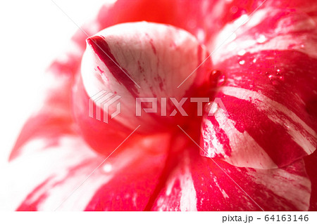 ツバキ・通い鳥 ツバキ・通い鳥 64163146