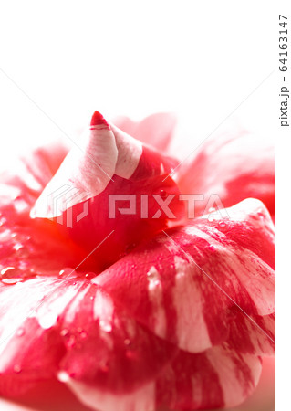 ツバキ・通い鳥 64163147